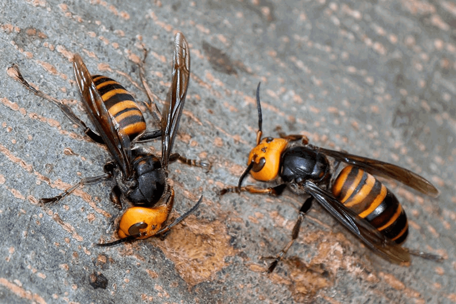 Dangerous Asian hornet detected in Canary Islands for first time