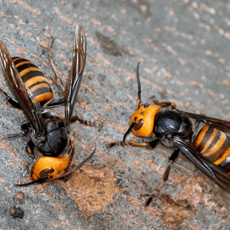 Asian hornets.