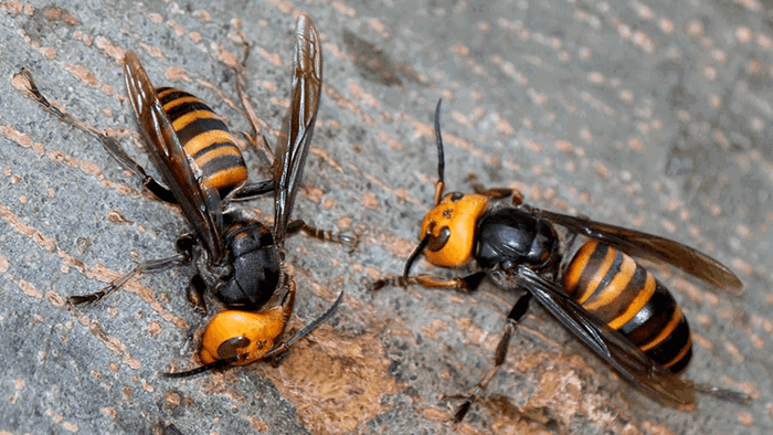 Asian hornets.