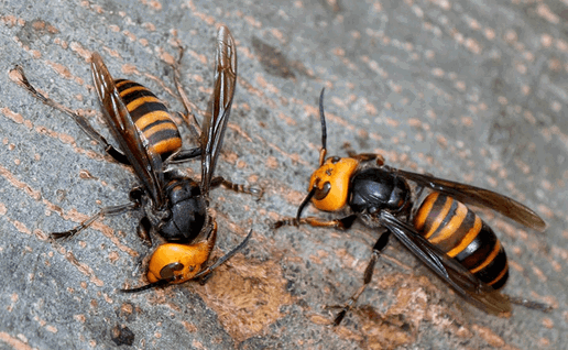 Asian hornets.