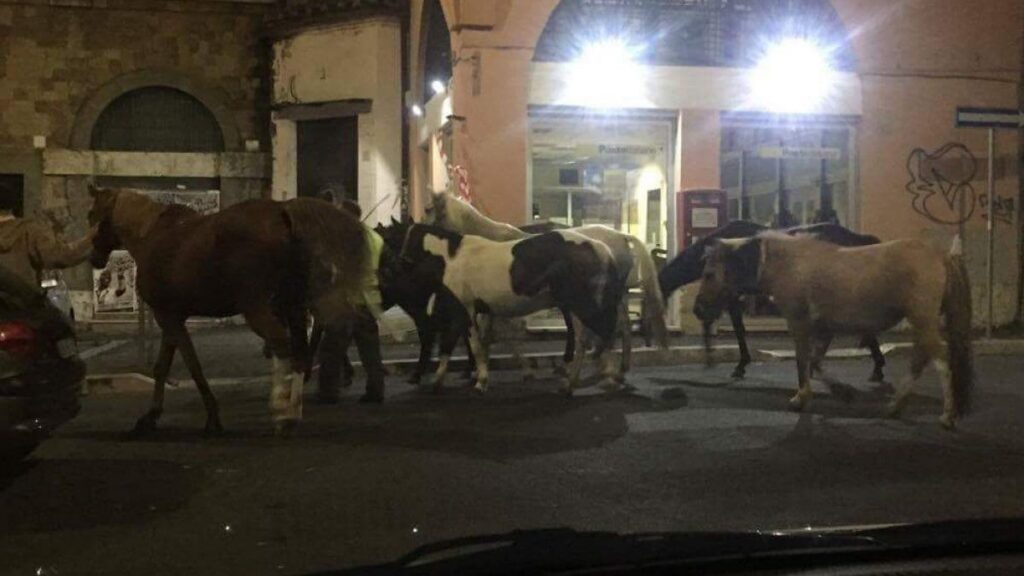 Horses captured again.