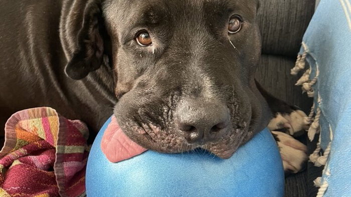 Meet Gatsby – playful and adorable, and loves company.