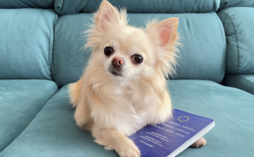 Cute dog chihuahua with European veterinary pet passport.