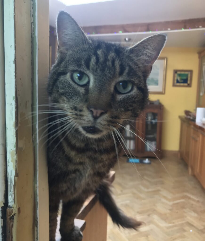 Pet-sitting with a cat under house arrest