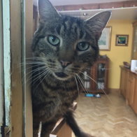 Meet Tiger – He’s under house arrest for taking the neighbour’s laundry.