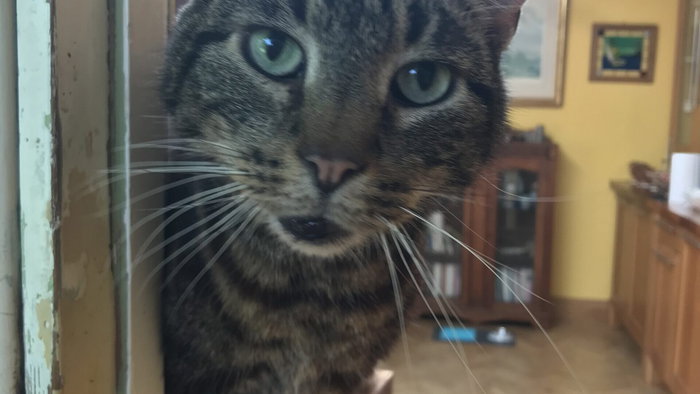 Meet Tiger – He’s under house arrest for taking the neighbour’s laundry.