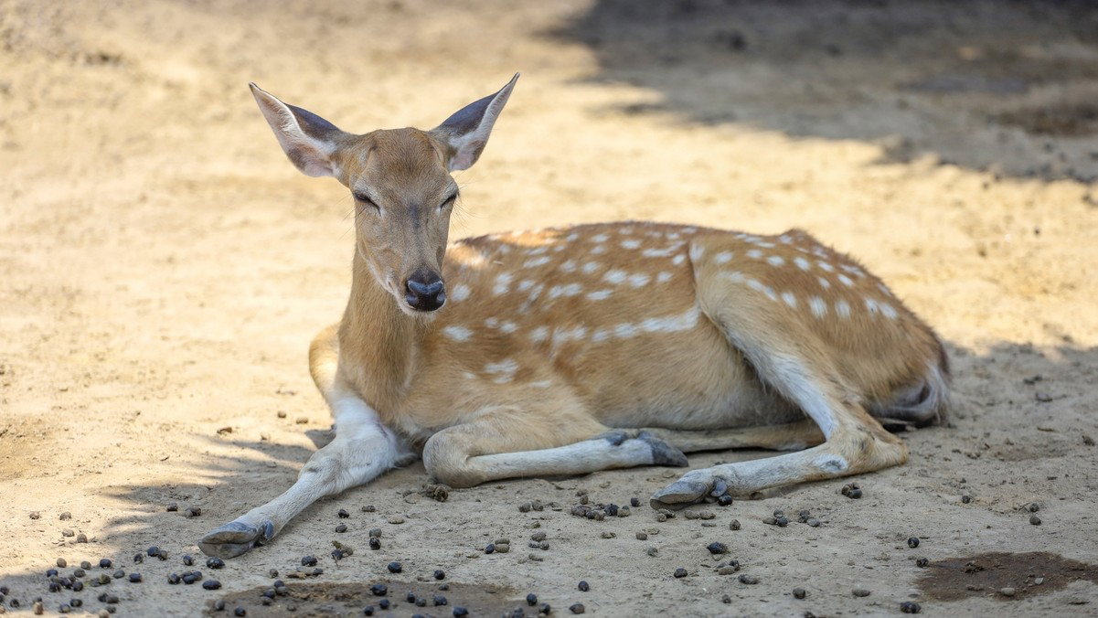 Watch out for tipsy deer on French roads, police tell drivers after viral video goes global