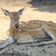 Deer resting
