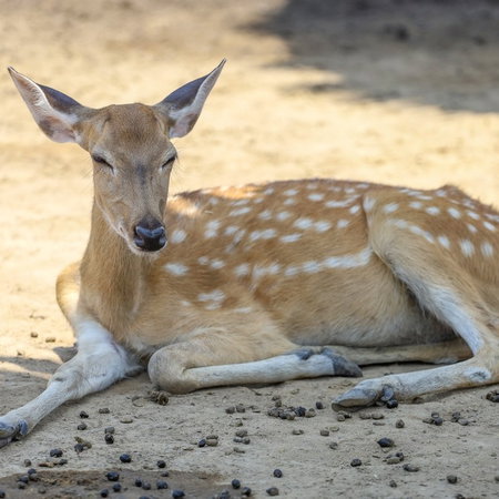 Deer resting