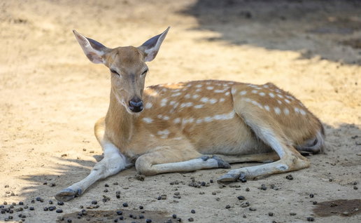 Deer resting