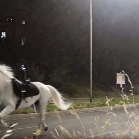 Horses running free in Rome.