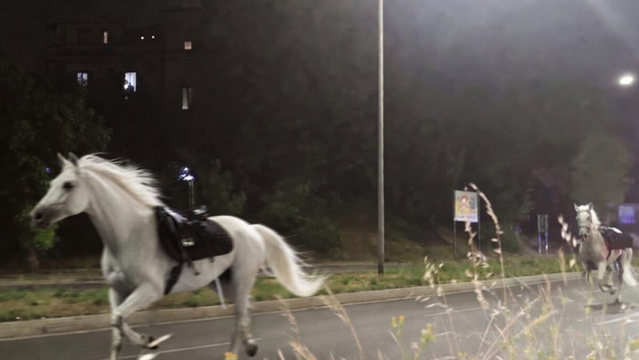Horses running free in Rome.