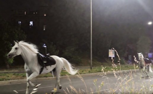 Horses running free in Rome.