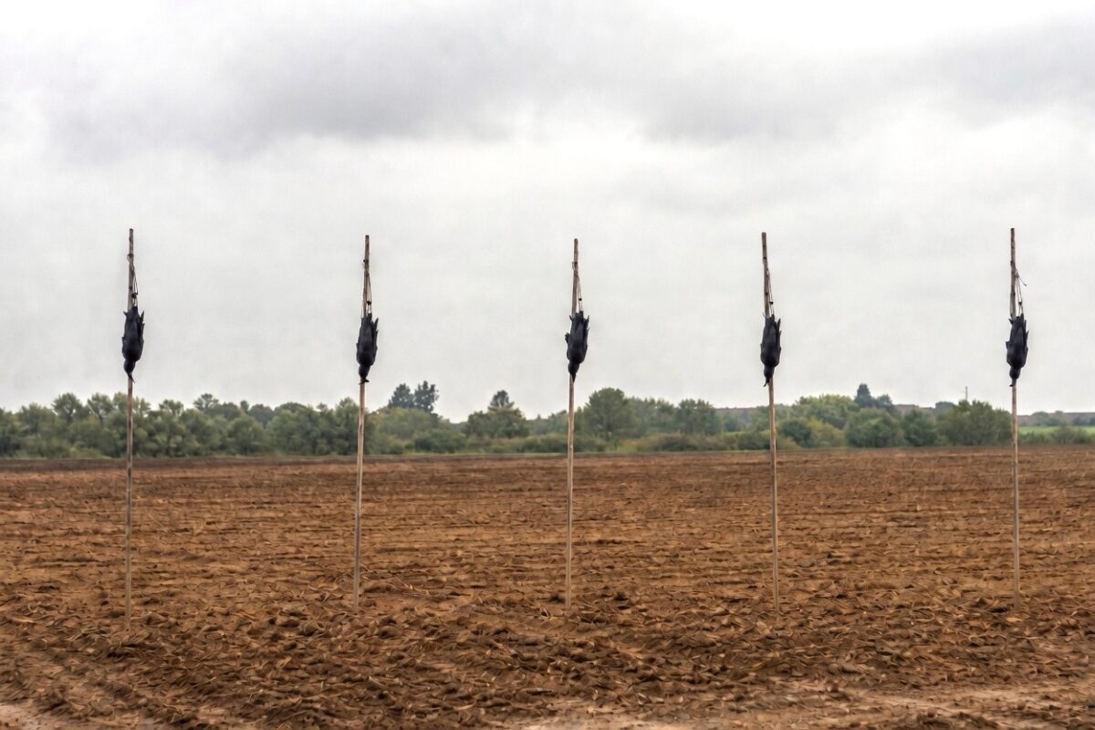 Belgian farmers resort to bizarre, archaic methods, and not everyone is happy about it