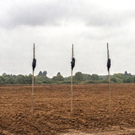 dead crows as scarecrows