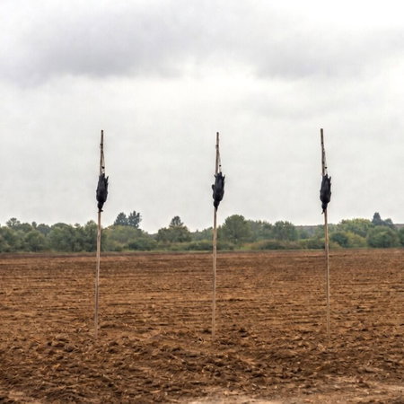 dead crows as scarecrows