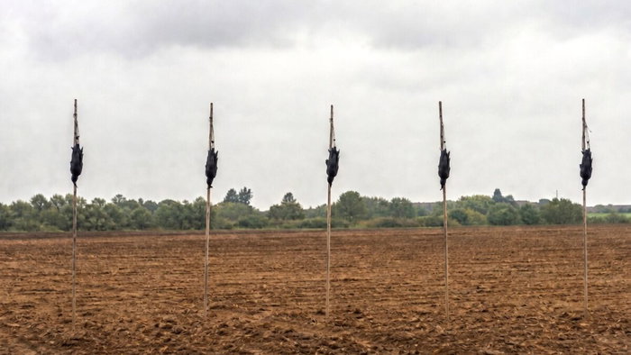 dead crows as scarecrows