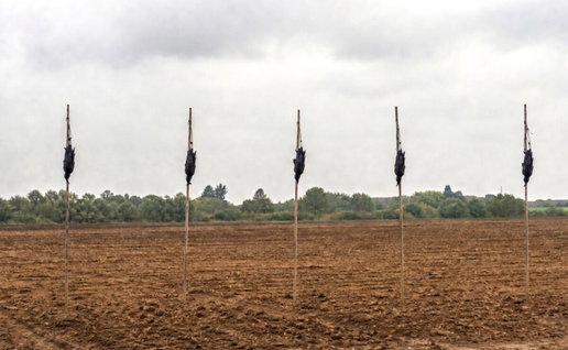 dead crows as scarecrows