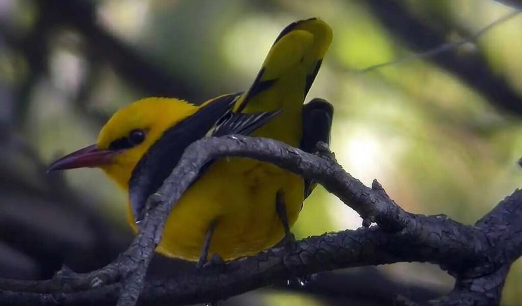 Eurasion gold oriole