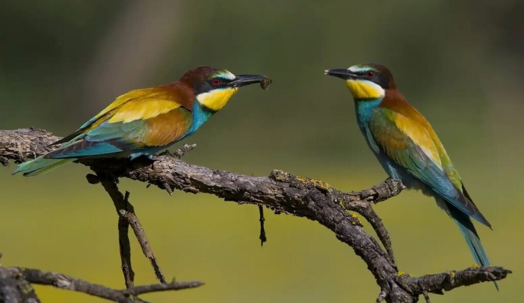 That birdsong outside your window? These stunning summer visitors are back on the Costa del Sol