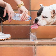 Woman giving a drink of water to an American Bulldog