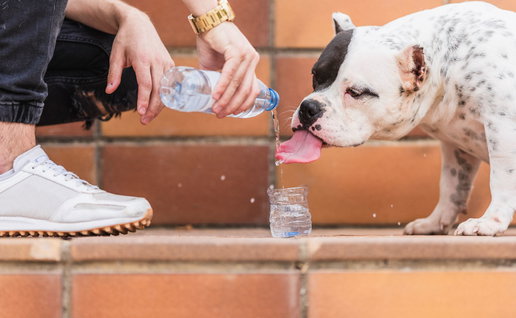 Woman giving a drink of water to an American Bulldog