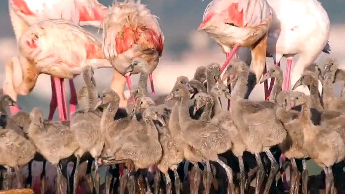 Thousands of flamingo chicks hatch in Torrevieja lagoons.