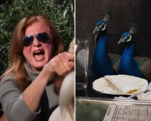 Neighbours furious at peacocks.
