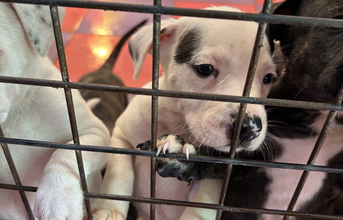 Pet Owners Face Urgent New Eu Rules On Dog And Cat Care