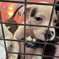 Abandoned dogs in shelter.