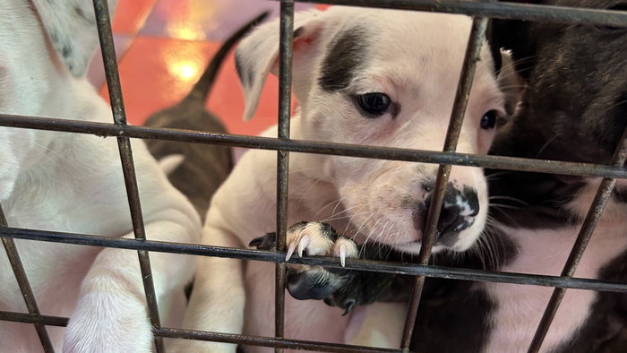 Abandoned dogs in shelter.