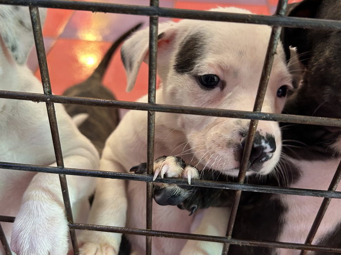 Abandoned dogs in shelter.
