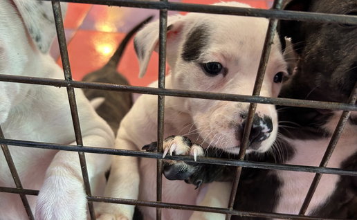 Abandoned dogs in shelter.