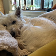 Some dogs prefer to stay at home with a friend – find a house-sitter to petsit like a friend.