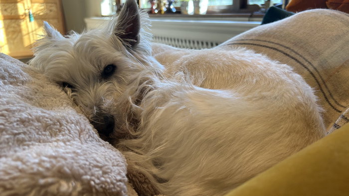 Some dogs prefer to stay at home with a friend – find a house-sitter to petsit like a friend.