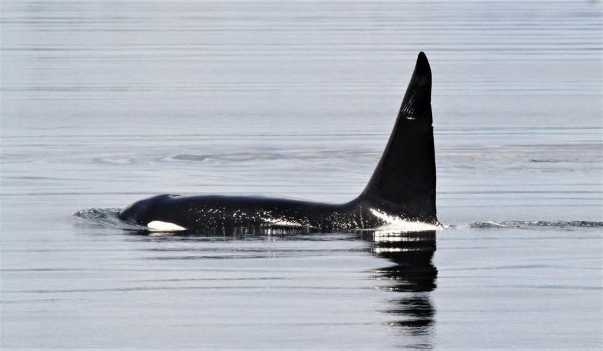 Killer Whale Boat Attacks Are Back. Recent Spain Rescue Raises Fresh Safety Concerns. 