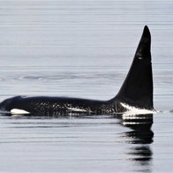 Orcas recent attack on boat in Murcia