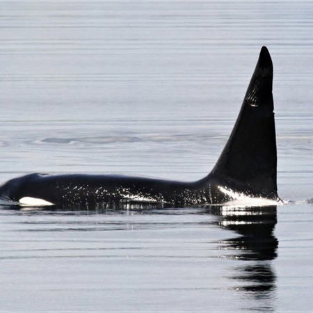 Orcas recent attack on boat in Murcia