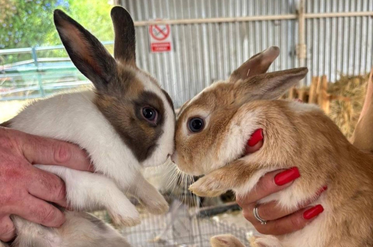 Petting Zoo And Family Festival In Estepona With Exciting Prize Draw