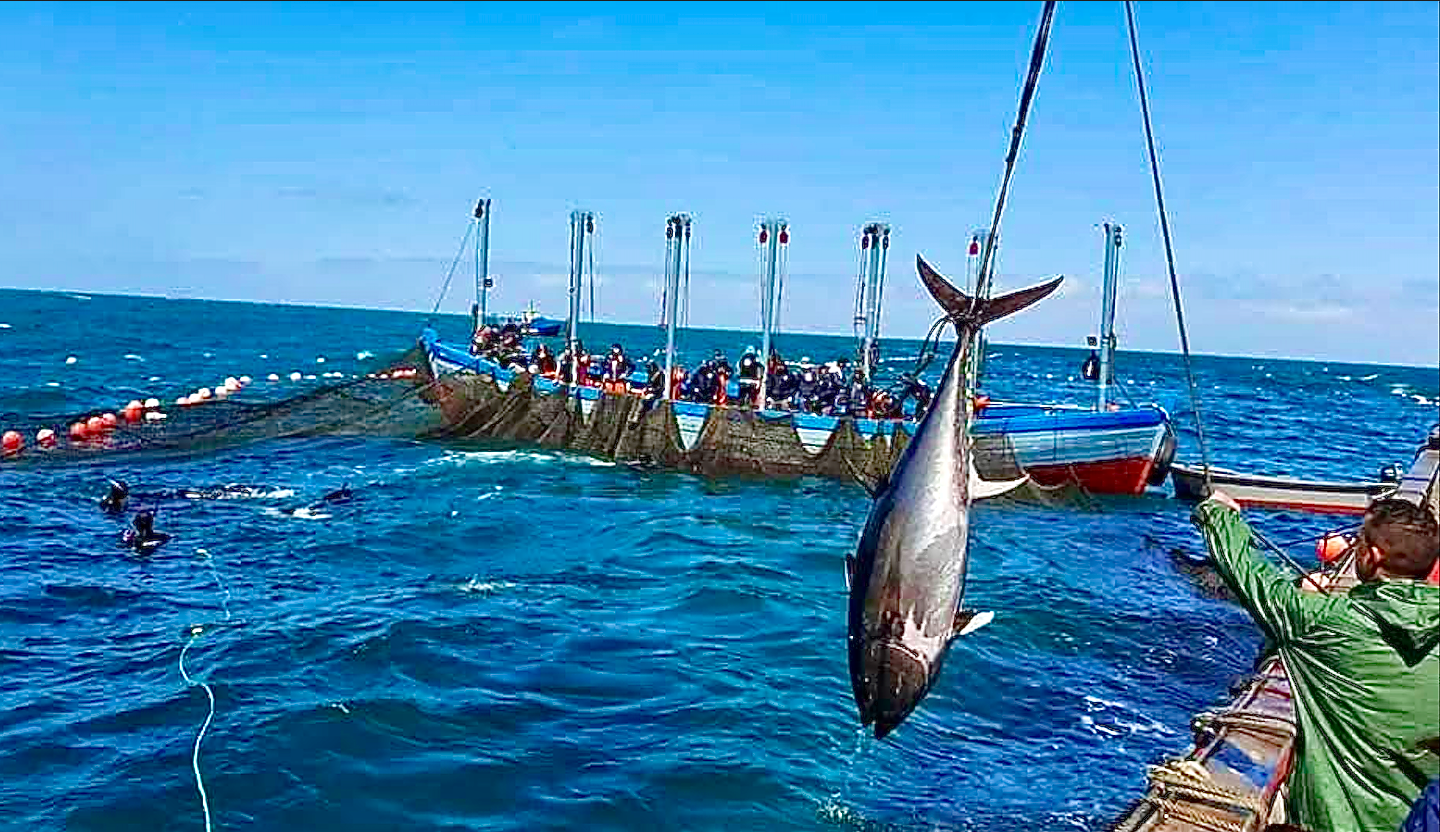 Where Orcas and fishermen meet: The levantá on Spain’s Costa de la Luz