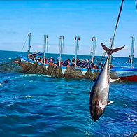 Tuna being pulled out of the Almadraba