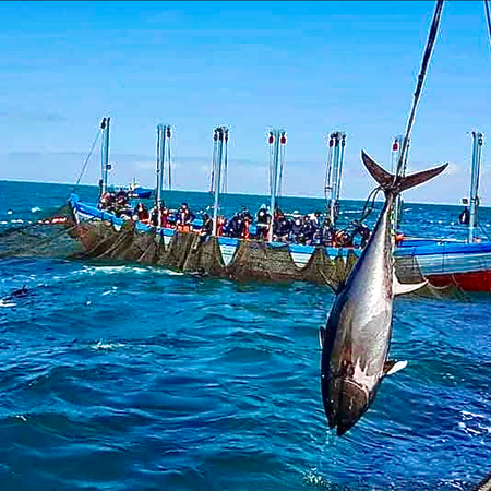 Tuna being pulled out of the Almadraba