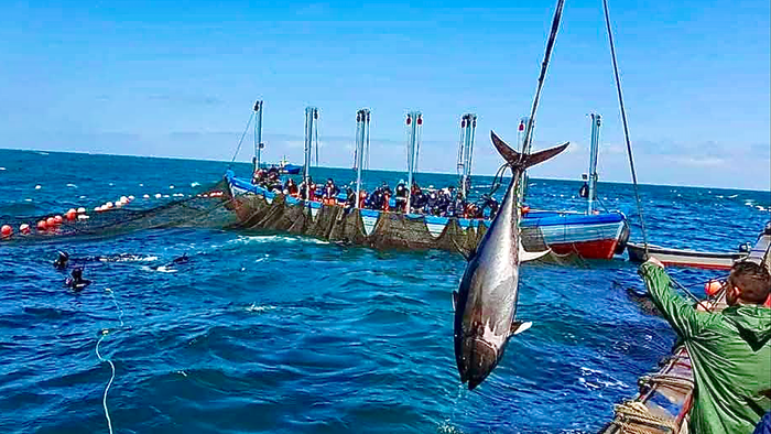 Tuna being pulled out of the Almadraba