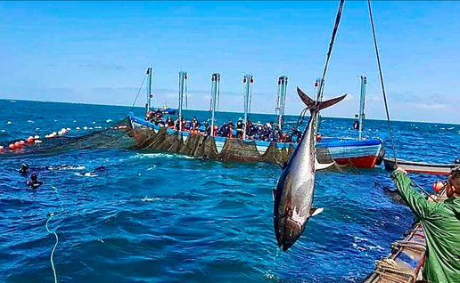 Tuna being pulled out of the Almadraba