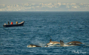Orca swimming next to fishermen in a boat along the coast of Morocco 