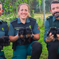 Three Guardia Civil officers holding Belgian Malinois puppies