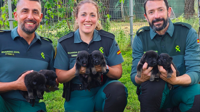 Three Guardia Civil officers holding Belgian Malinois puppies