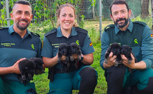 Three Guardia Civil officers holding Belgian Malinois puppies
