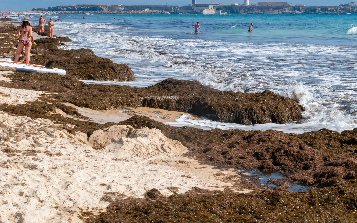 Spain’s southern beaches prepare to receive 56,500 tonnes of invasive brown algae