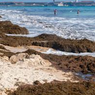 A beach covered in brown algae